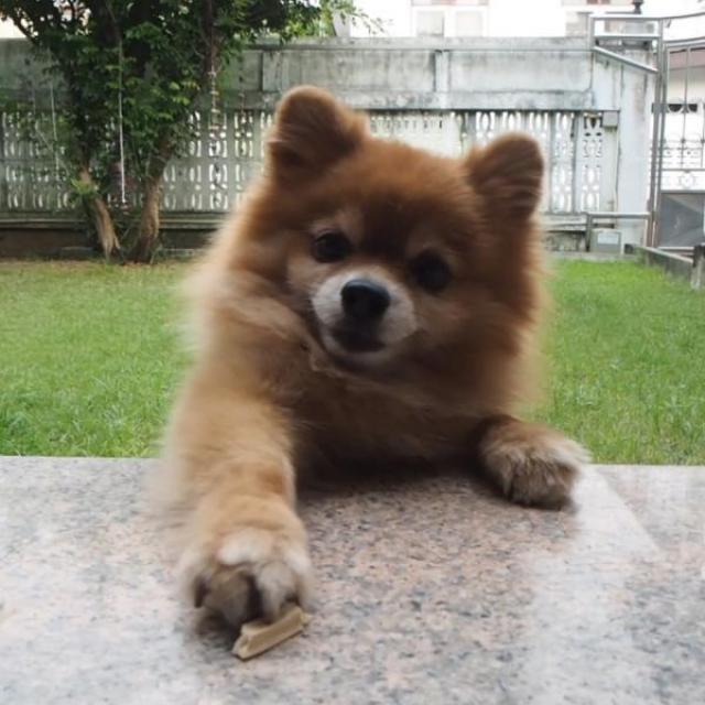 A small, fluffy, Pomeranian dog reaching a paw across a table toward the camera person.